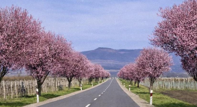 Teljes pompájában a gyöngyöstarjáni vérszilvafasor