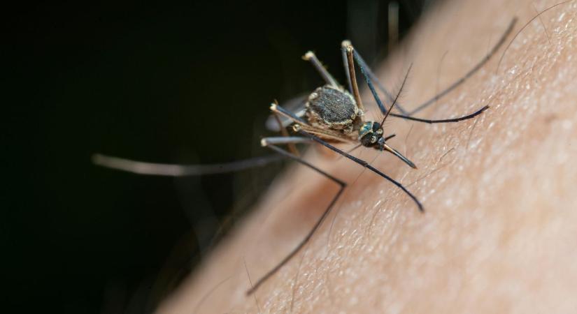 Már nem titok: ezért találnak meg egyszerre a szúnyogok