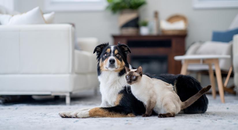 Segítőkutyákat vizsgáztat Frank, a macska: nagyon sok múlik a visszajelzésein