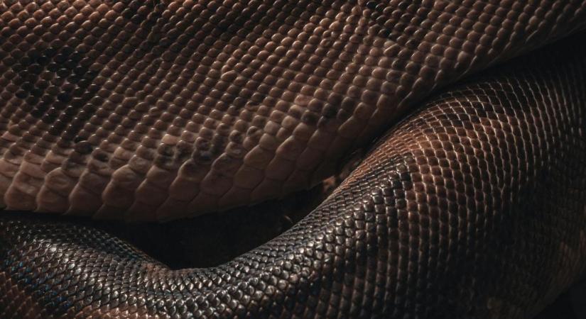 A pitonvér segíthet a következő nagy fogyókúrás gyógyszer kifejlesztésében