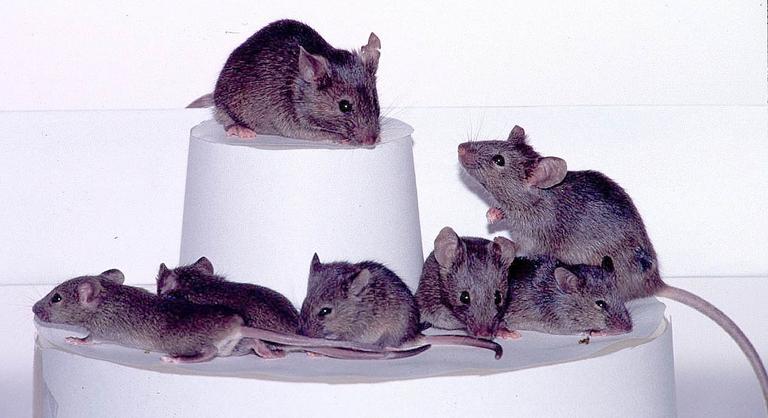 Húsz éven át klónoztak egy egeret, a kísérlet végeredménye megrázta a tudósokat