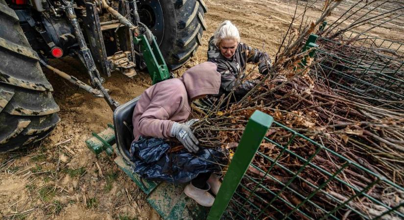 Brutális számok az erdősítésben: 200 millió csemete 8 év alatt