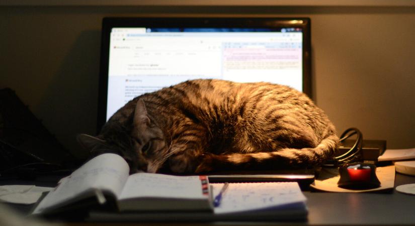 Miért fekszik a macska a billentyűzetre? Íme a magyarázat a furcsa viselkedésre