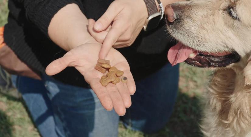 Nem csak jutalomfalatért: így lesz igazán együttműködő a kutya – videóval