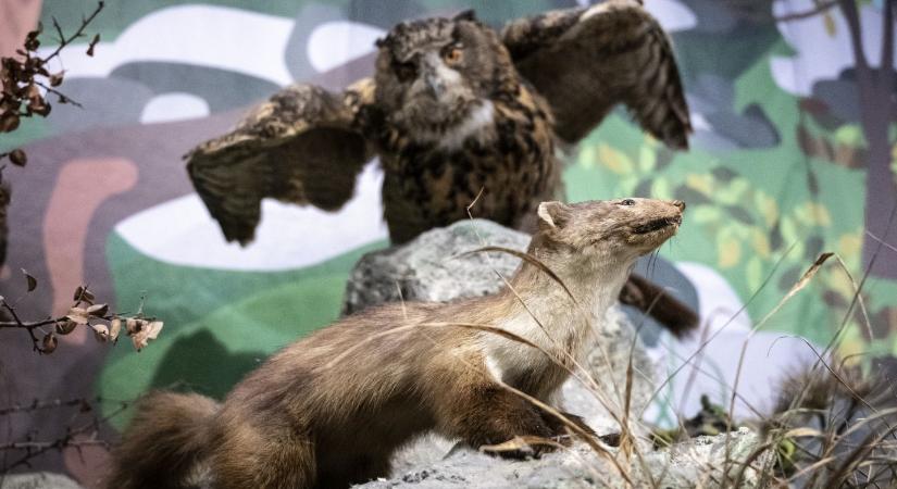 Volt főigazgató: Elképzelhetetlen, hogy egy dunántúli iskola elutazzon Debrecenbe kiállítást nézni