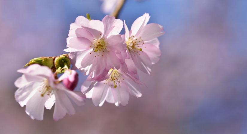 Mi történik a tavaszunkkal? Egyre korábban kezdődhet az évszak