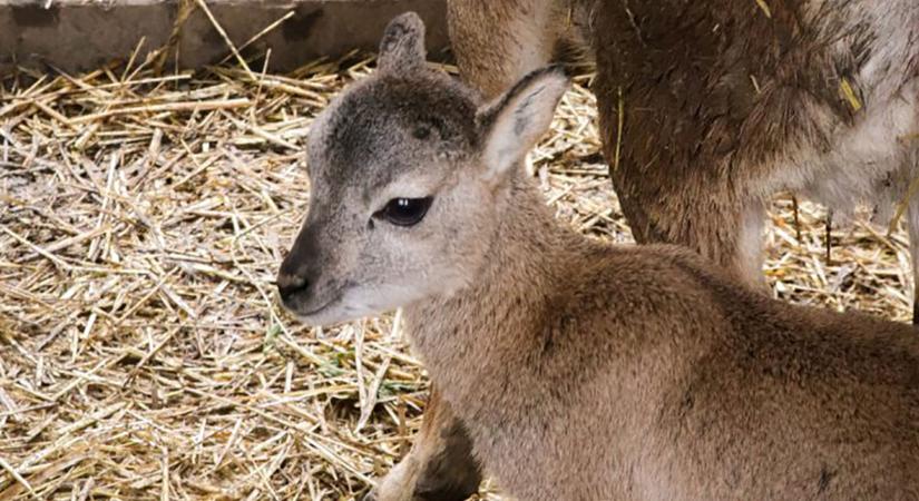 Bájos jövevény érkezett a Körösvölgyi Állatparkba