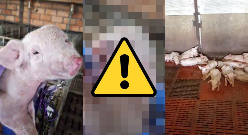 Torzszülött, törött lábú, kórosan kistestű állatok láthatók egy fideszes országgyűlési képviselő sertéstelepén készült felvételen