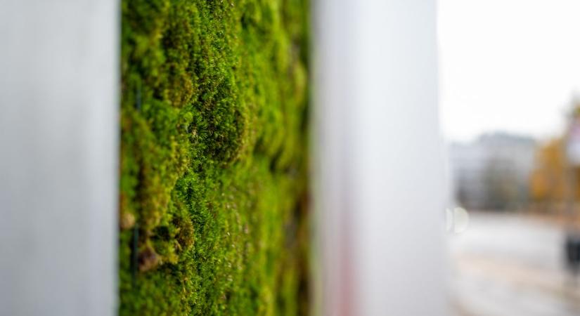 A moha lehet a kulcs az árvizek és a szennyezés ellen