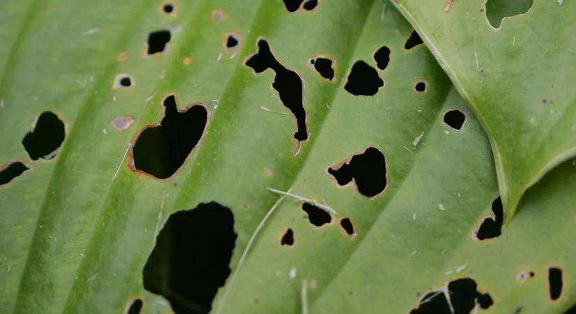 Invázió Szabolcsban: ha erre nem figyel, pillanatok alatt odalehet a termés