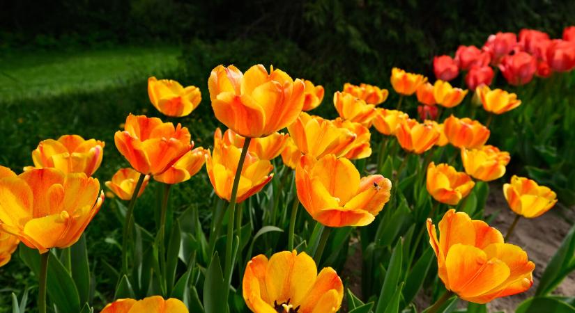 51 hazai arborétum, amelyet tavasszal mindenképp meg kell látogatnod