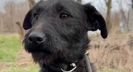 Boróka szeretetteljes, türelmes, következetes gazdit keres