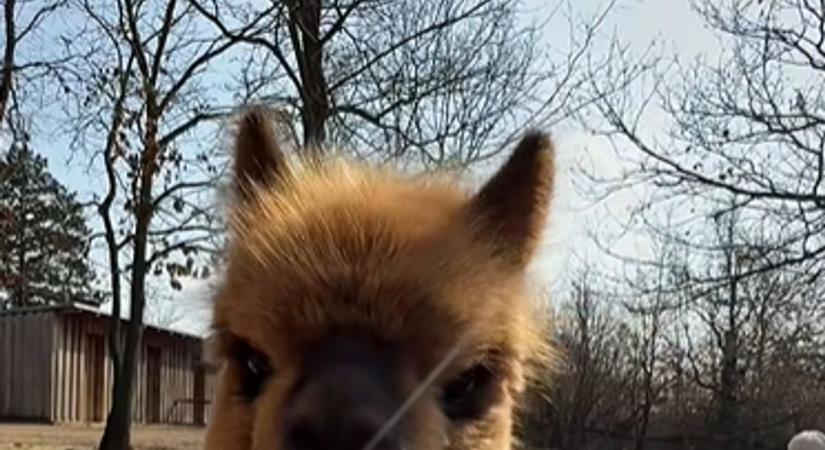 Ez a videó mindent visz! Ilyen cuki meghívást ritkán kapsz egy alpakától