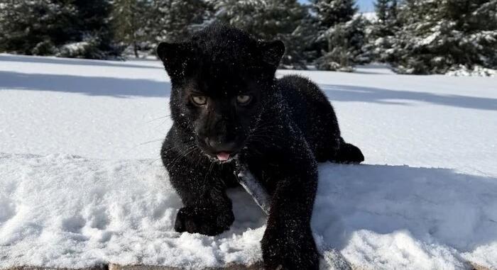 Egyedi színű leopárd született a Kijev megyei állatkertben