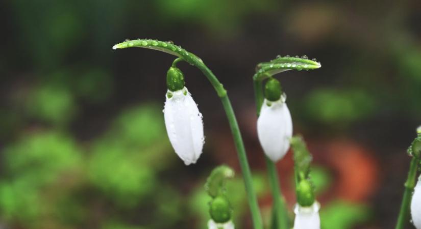 Hóvirág – sokaknak egy virág, nekünk egy régi-régi édesség
