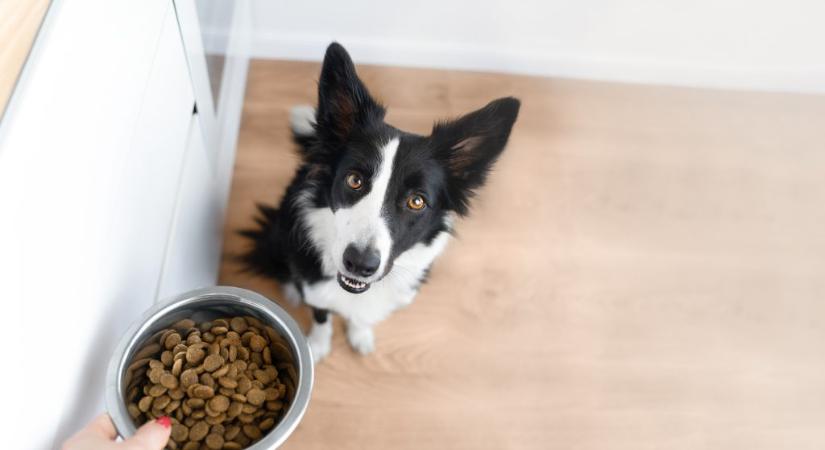 Számos előnye van, ha a kutya csak engedélyre kezdhet enni