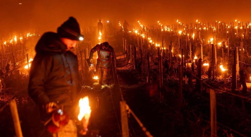 A francia gazdák lélegzet-visszafojtva figyelik a hőmérőt