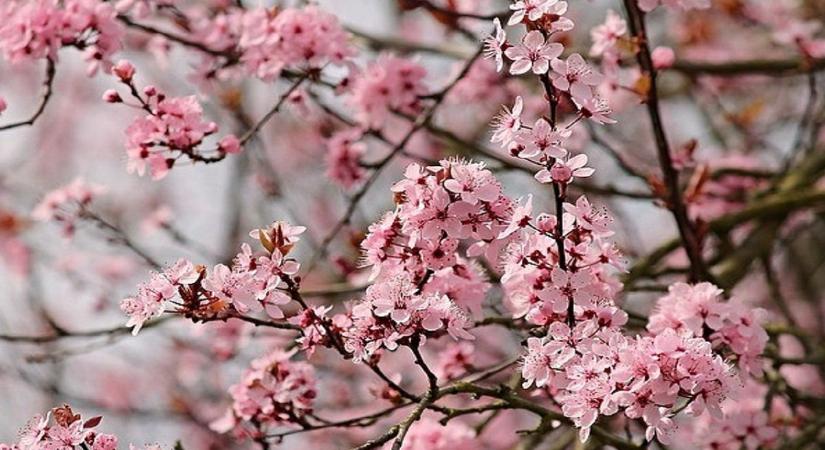 Elárasztotta az országot a pollen – egyre többen szenvednek a tünetektől