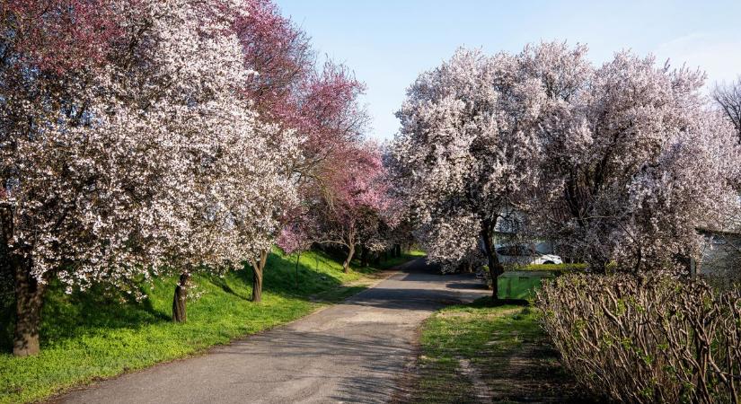 Rózsaszínbe borult minden: most mindenki ezeket a fákat fotózza