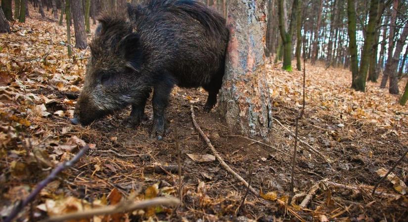 Így úszhatod meg a milliós bukást a földeken