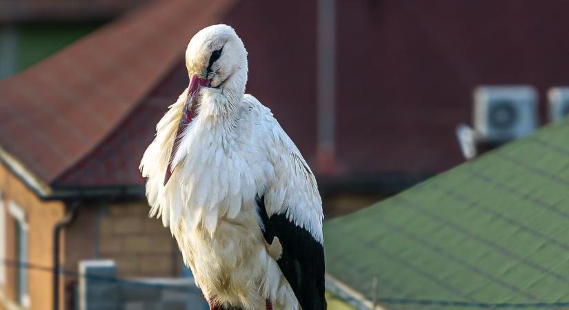 Megérkeztek a tavasz hírnökei Mosonmagyaróvár környékére, körülnéztünk, hol népesültek be a fészkek - fotók