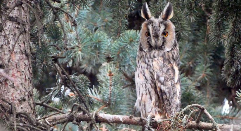 Több millió rágcsáló tűnt el – a baglyok végezték el a „piszkos munkát”