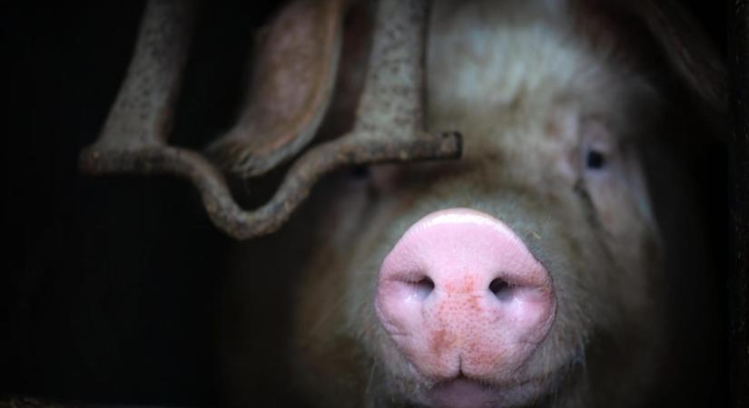 Torz és sérült állatokról került ki felvétel egy képviselő sertéstelepéről