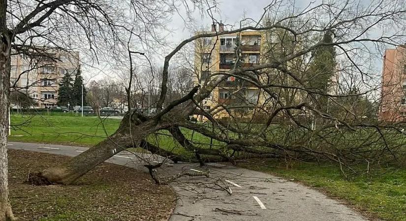 Tombolt az ítéletidő: tetőket bontott meg és fákat döntött ki a szél