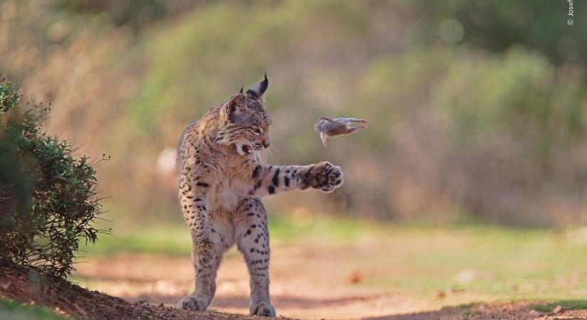 Osztrák fotósé lett a világ legjobb természetfotója