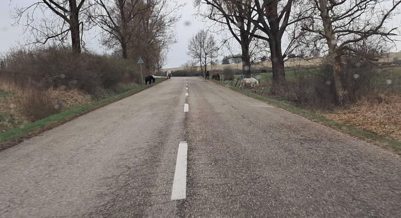 Vigyázzon a 26-os főút közelében, nem mindennapi forgalmi akadály nehezíti a közlekedést – fotó a cikkben