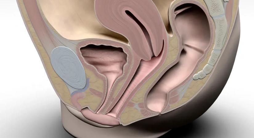 Teljesen feltérképezték a csikló idegpályáit