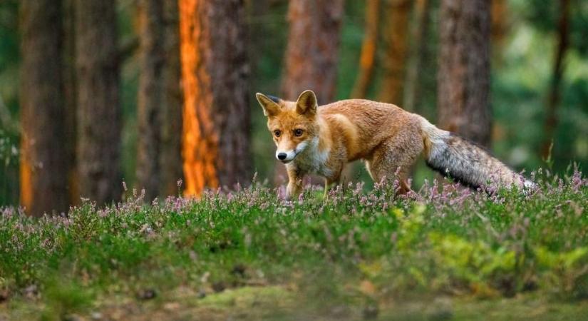 Kezdődik a rókák tavaszi veszettség elleni vakcinázása