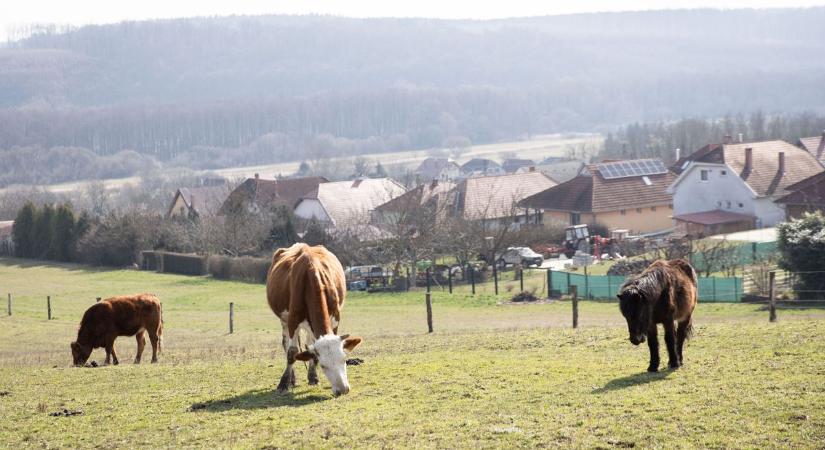 Miért kóborolt 100 szarvasmarha a zalai falvakban? Megszületett a vádirat!