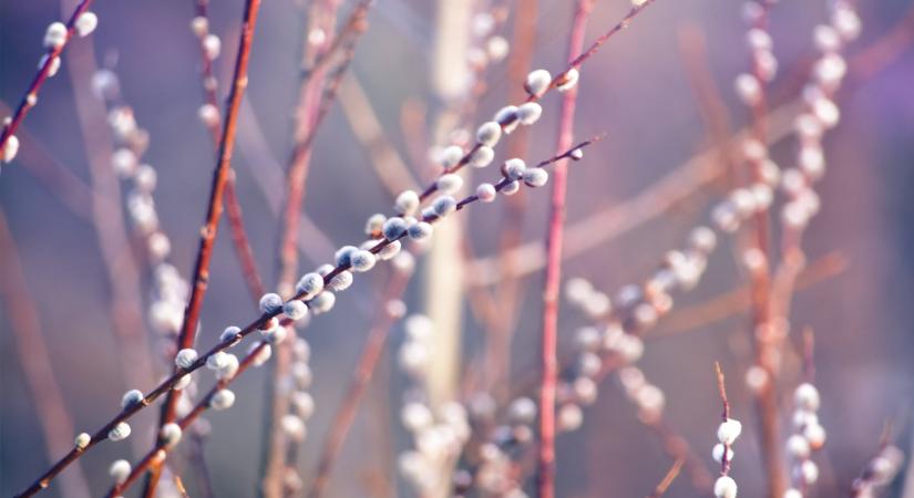 A barka titokzatos világa – hagyomány, hit és tavaszi megújulás