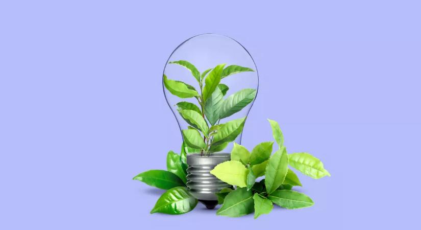 Ez a növény elűz minden rontást a lakásból: véd az ártó energiáktól