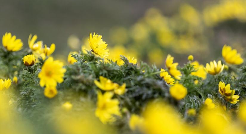 Közel háromezer volgamenti hérics virágzik a Körös-Maros Nemzeti Parkban