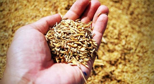 NAK elnök: az agráriumban a vetés a jövőről szól