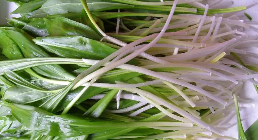 Ezért kapkod mindenki a medvehagyma után: 3 elképesztő hatás és a legjobb receptek