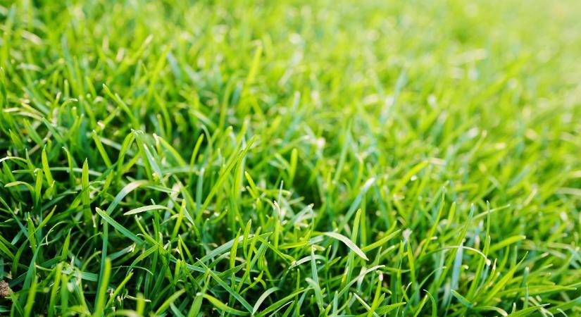 Gyeptrágyázás tavasszal: mikor és milyen tápanyaggal?