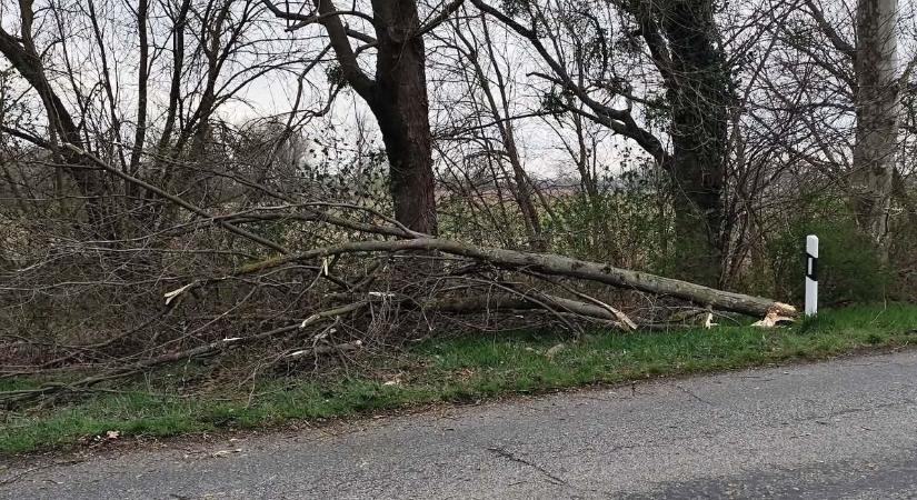 Többször is riasztották a sarródi tűzoltókat a viharos szél miatt
