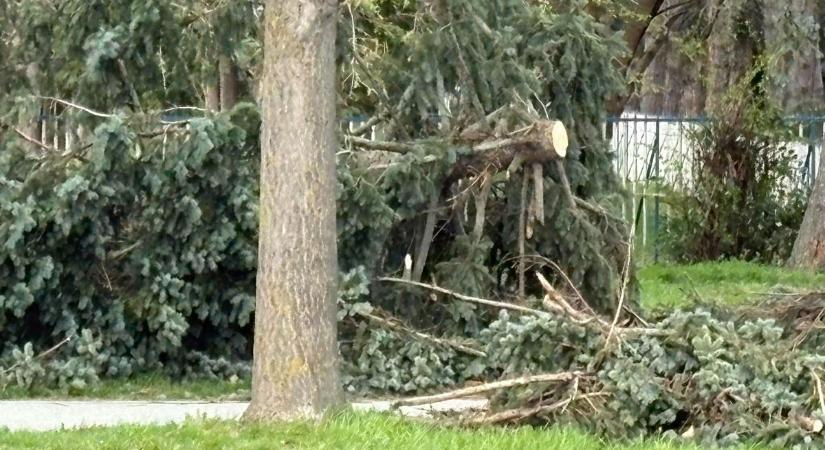 Fa dőlt a forgalmas szombathelyi járdára