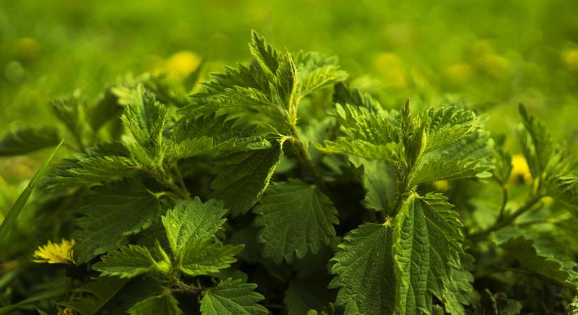 Csihány, csollány, csalgan