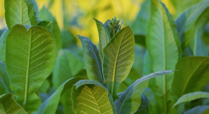 Új dohányipari készáruraktárat adott át Sátoraljaújhelyen a Continental Dohányipari Zrt.