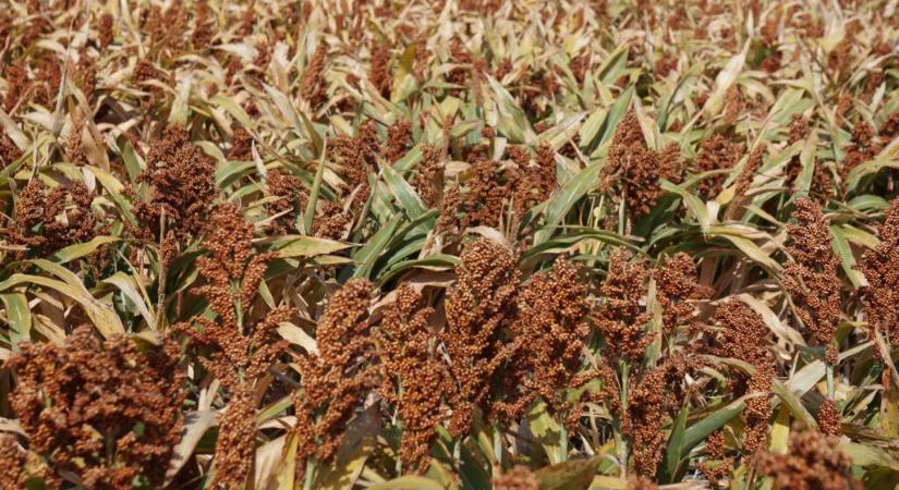 Heti hírösszefoglaló – Ezeken a területeken lehet jó választás a cirok