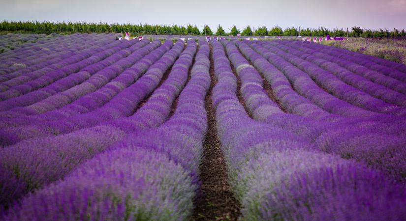 Nem mindegy, mikor és hogyan ülteted: ezek a levendulatelepítés titkai