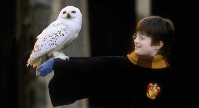 A hóbagoly mellett számos vándorló, vadon élő faj is védelmet kapott