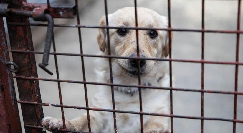 Rekordtámogatás az állatvédelemben – zalai menhelyek is forráshoz jutottak