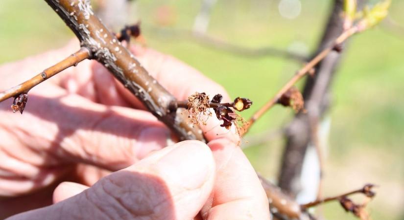 Jó hír a gazdáknak: kezdődnek az aszály- és fagykár miatti kifizetések - itt vannak a részletek!