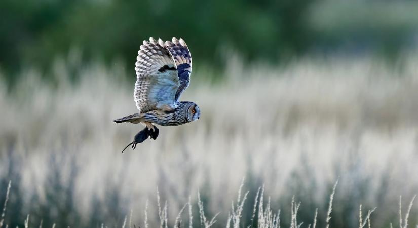 Hétmilliós zsákmány!