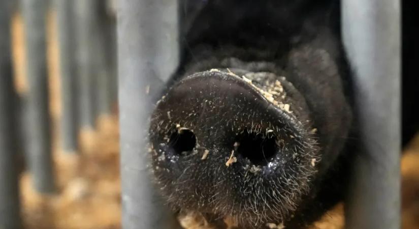 Disznóspermából kreáltak gyógyító szemcseppet kínai kutatók